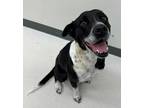 Adopt Flower a Black Border Collie / Mixed dog in Irving, TX (41416207)