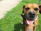 Adopt Armani - VIP a Brown/Chocolate Boxer / Mixed dog in Arlington