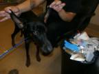 Adopt Arrow- VIP a Black Doberman Pinscher / Mixed dog in Arlington