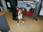 Adopt Rowdy- VIP a Brindle American Pit Bull Terrier / Mixed Breed (Medium) /