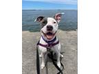 Adopt Simone VII 20 a White American Pit Bull Terrier / Mixed dog in Cleveland