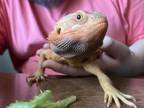 Adopt Mango a Lizard reptile, amphibian, and/or fish in pittsfield
