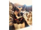 Adopt Tally a Black - with White German Shepherd Dog / Mixed dog in Rancho