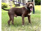 Adopt Rango a Brown/Chocolate Mutt / Mixed dog in Lakeland, TN (41416247)