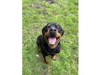 Adopt Taylor a Rottweiler / Mixed dog in Abbotsford, BC (41358031)