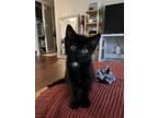 Adopt Squid a Black (Mostly) Domestic Shorthair (short coat) cat in San Jose
