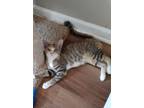 Adopt Tessa a Tan or Fawn Tabby Domestic Shorthair / Mixed (short coat) cat in