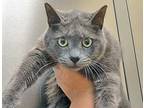 Adopt Missy a Gray or Blue Domestic Shorthair cat in Wildomar, CA (41416182)