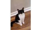 Adopt Zorro a Black & White or Tuxedo Domestic Mediumhair / Mixed (medium coat)