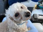 Adopt Peewee a White Poodle (Miniature) / Mixed dog in Auxier, KY (41416180)