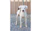 Adopt Truman a White - with Brown or Chocolate Hound (Unknown Type) / Mixed dog
