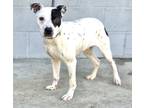 Adopt Bingo a White - with Black Terrier (Unknown Type, Medium) / Mixed dog in