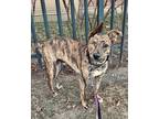 Adopt Pirate a Brindle Mutt / Mutt / Mixed dog in Toronto, ON (41222059)