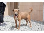 Adopt Brock a Tan/Yellow/Fawn - with Black Terrier (Unknown Type