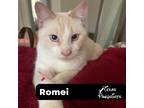 Adopt Romei a Cream or Ivory (Mostly) Siamese (short coat) cat in Dallas