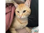 Adopt Robin a Orange or Red Tabby Tabby (short coat) cat in Dallas