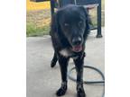 Adopt Judge a Black Great Pyrenees / Flat-Coated Retriever / Mixed dog in
