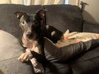 Adopt Butch a Black Labrador Retriever / Mixed dog in Tucson, AZ (40742864)