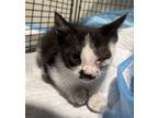Adopt Chaplin* Fl17 a Domestic Mediumhair / Mixed cat in Pomona, CA (41414545)