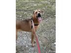 Adopt Bella a Tan/Yellow/Fawn Shepherd (Unknown Type) / Mixed dog in Waxahachie