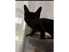 Adopt Karliah a All Black Domestic Mediumhair / Domestic Shorthair / Mixed cat