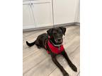 Adopt Shadow a Black Labrador Retriever / Mixed dog in Lehigh Acres
