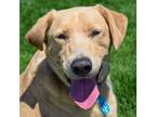 Adopt Comet a Tan/Yellow/Fawn - with White Labrador Retriever / Mixed dog in