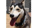 Adopt Mila a Black Husky dog in Kingman, AZ (41416141)