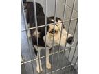 Adopt Nila a Black Husky dog in Kingman, AZ (41416140)