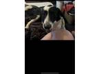 Adopt Zeus a Black - with White Border Collie / Mixed dog in Kokomo