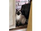 Adopt Chloe a Black & White or Tuxedo Siamese / Mixed (medium coat) cat in