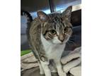 Adopt Breezy a Brown or Chocolate Domestic Shorthair / Domestic Shorthair /