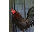 Adopt Lager 2 a Green Chicken / Mixed bird in Fallston, MD (41410600)