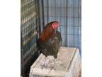 Adopt Lager 3 a Yellow Chicken / Mixed bird in Fallston, MD (41410603)