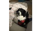 Adopt Lola Jean a Black - with White Border Collie / Mixed dog in Portland