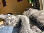 Adopt Neco + Maple a Gray or Blue Russian Blue / Mixed (short coat) cat in