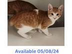 Adopt Cat Condo #21 Maxwell a Domestic Shorthair / Mixed (short coat) cat in