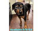 Adopt Dog Kennel #6 Oso a Rottweiler / Mixed dog in Greenville, TX (41415660)