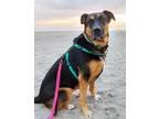 Adopt Lululemon a Black Mixed Breed (Large) / Mixed dog in Madison