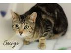 Adopt George a Brown or Chocolate Domestic Shorthair / Domestic Shorthair /