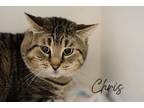 Adopt Chris a Brown Tabby Domestic Shorthair / Mixed Breed (Medium) / Mixed