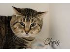 Adopt Chris a Brown or Chocolate Domestic Shorthair / Domestic Shorthair / Mixed