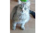 Adopt Blondie a Brown Tabby Domestic Shorthair / Mixed Breed (Medium) / Mixed