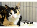 Adopt Ocean a All Black Domestic Shorthair / Domestic Shorthair / Mixed cat in