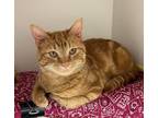 Adopt Leopard a Orange or Red Domestic Shorthair / Domestic Shorthair / Mixed