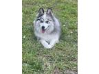 Adopt Onyx a White - with Brown or Chocolate Pomsky / Mixed dog in Plantation