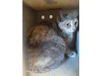 Adopt Harrison Furred a Tortoiseshell Domestic Shorthair cat in Apple Valley