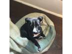 Adopt Socks a Black - with White Mutt / Mixed dog in San Antonio, TX (41415672)