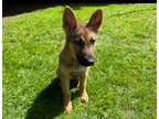 Adopt Gunner a Brown/Chocolate - with Black German Shepherd Dog / Mixed dog in