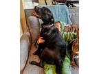 Adopt Zepellin Ray Jessee a Black Labrador Retriever dog in Portland